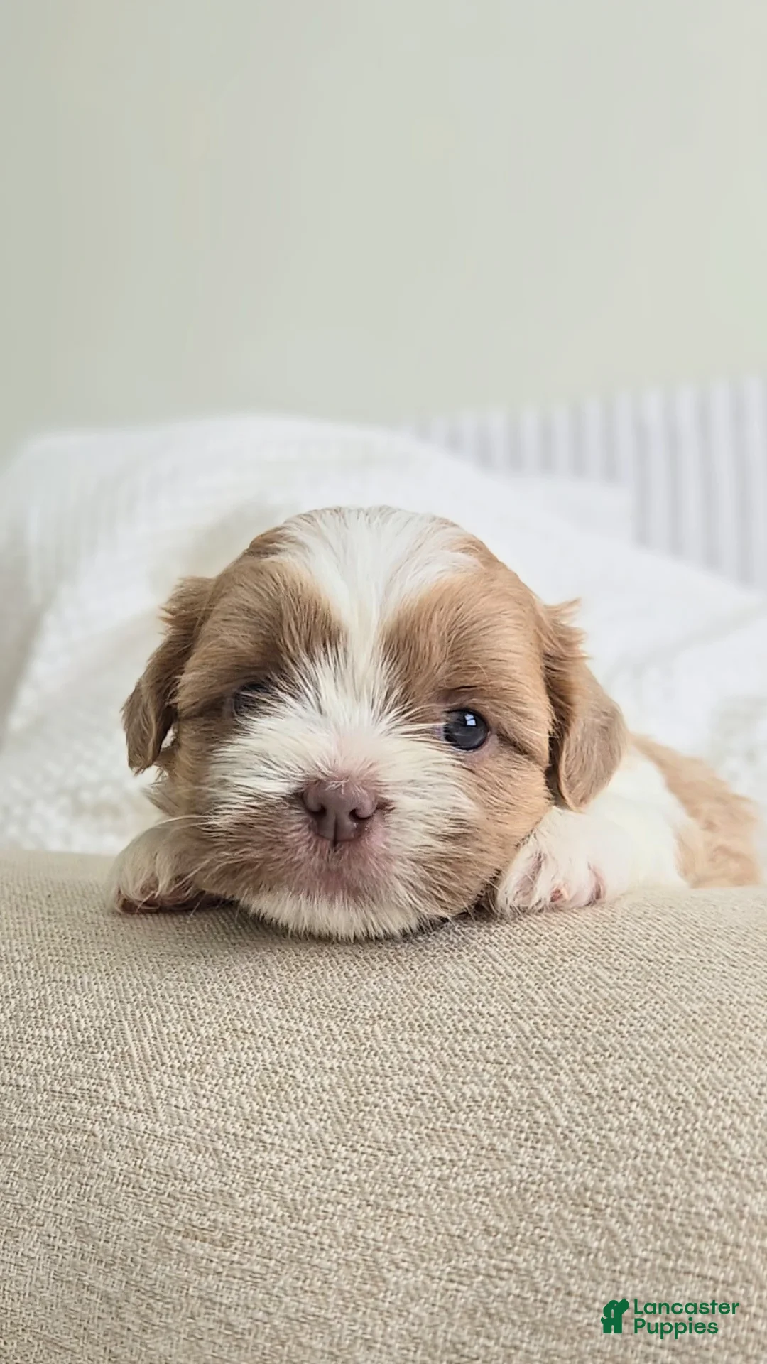 Shih Tzu dogs for sale: Sunny - Ad 2