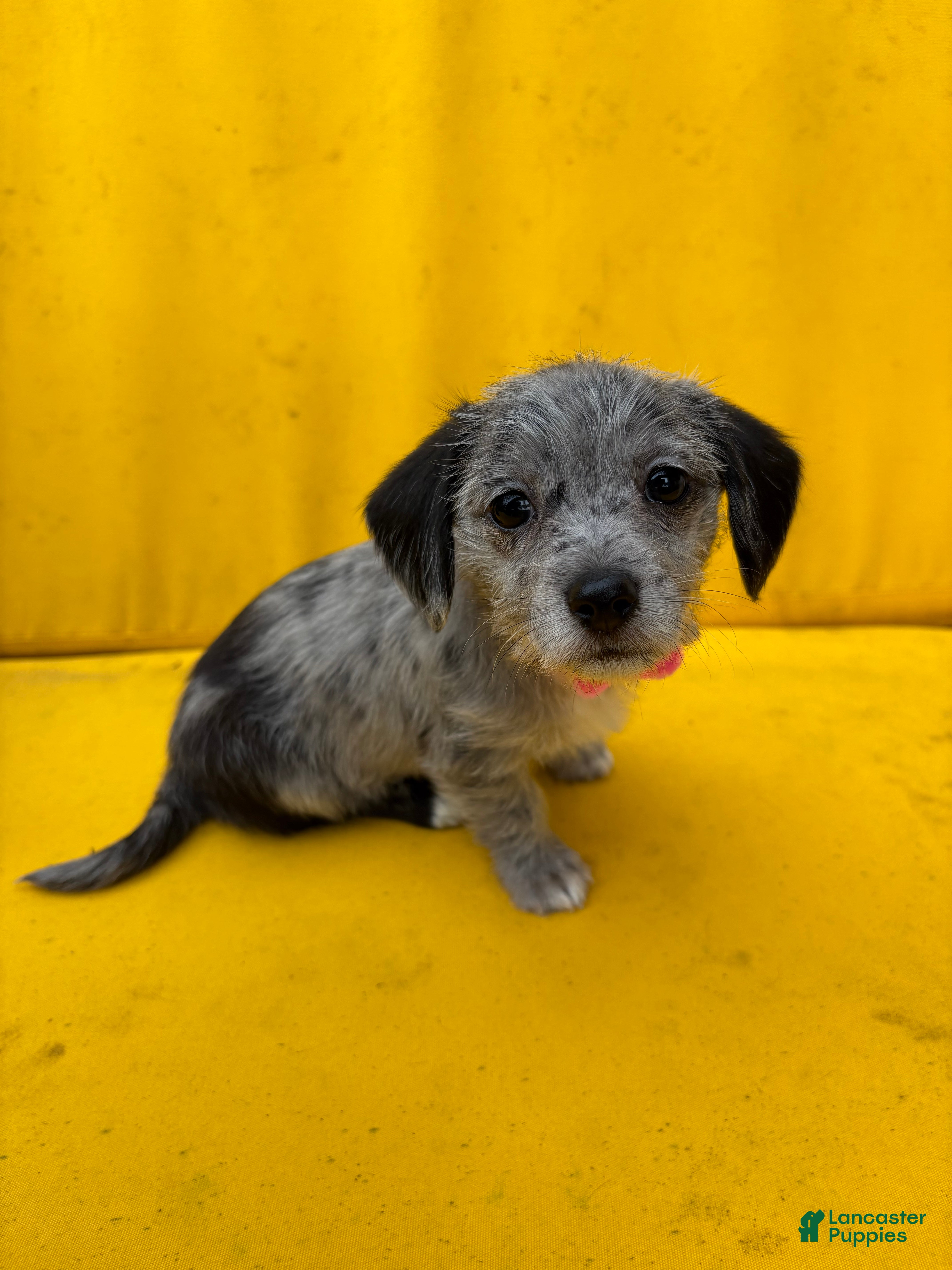 Mixed Breed dogs Mixed Breed 3 - Ad 1