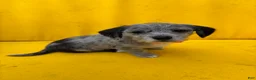 Mixed Breed dogs for sale: Mixed Breed 3 - Ad 1