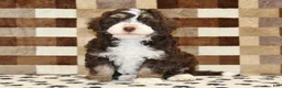 Mini Bernedoodle dogs for sale: Brandy - Ad 2