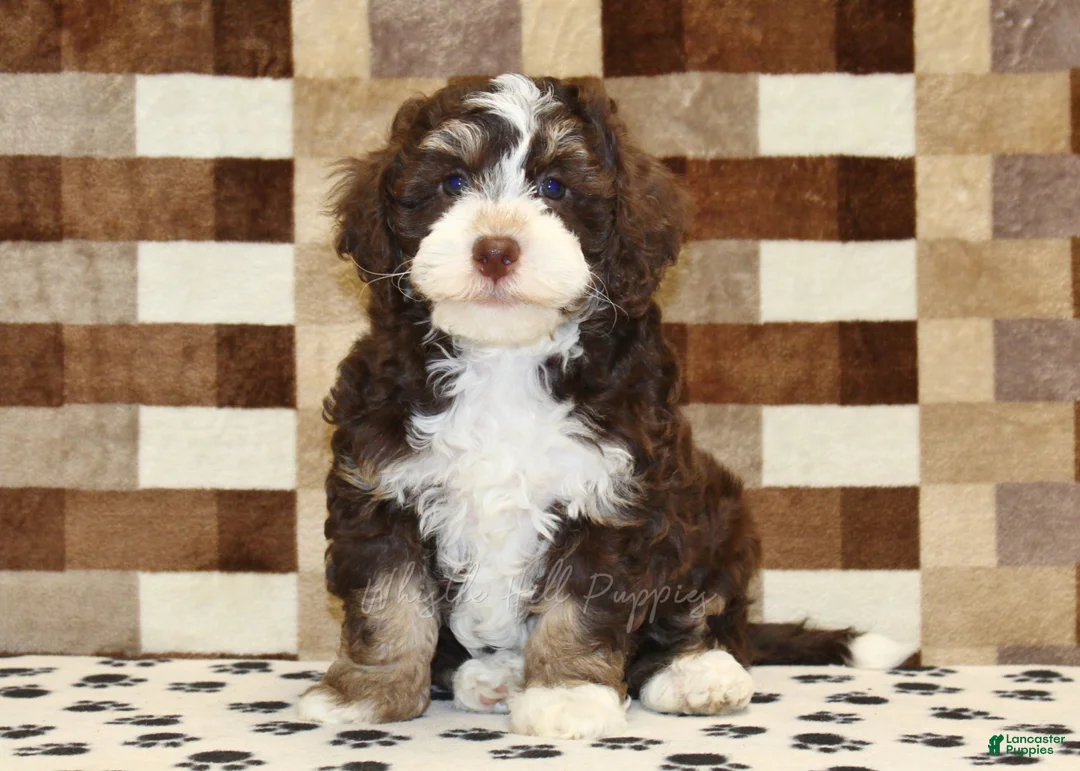 Mini Bernedoodle dogs for sale: Brandy - Ad 2