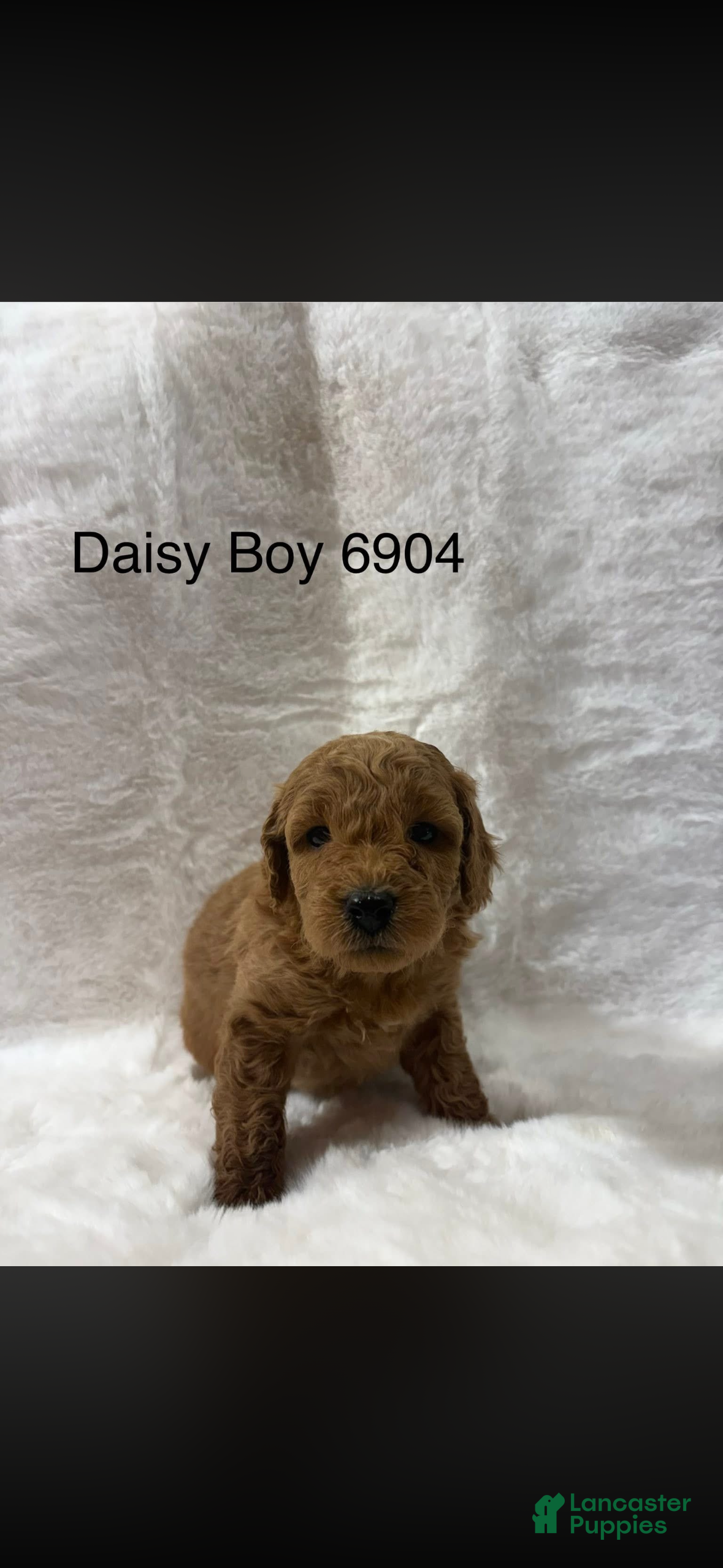 Mini Goldendoodle dogs Mini Goldendoodle Puppy 4 - Ad 4