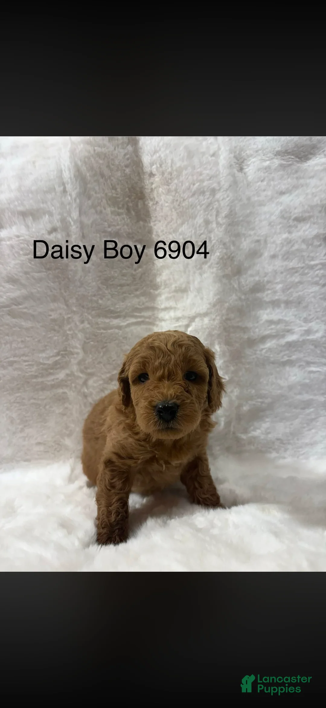 Mini Goldendoodle dogs for sale: Mini Goldendoodle Puppy 4 - Ad 1