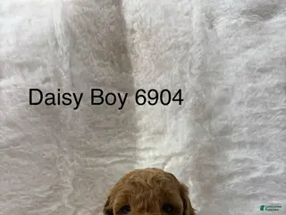 Mini Goldendoodle dogs Mini Goldendoodle Puppy 4 - Ad 4