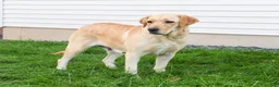 Labrador Retriever dogs for sale: Mac - Ad 7