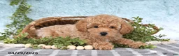 Bichpoo dogs for sale: Felicity - Ad 1