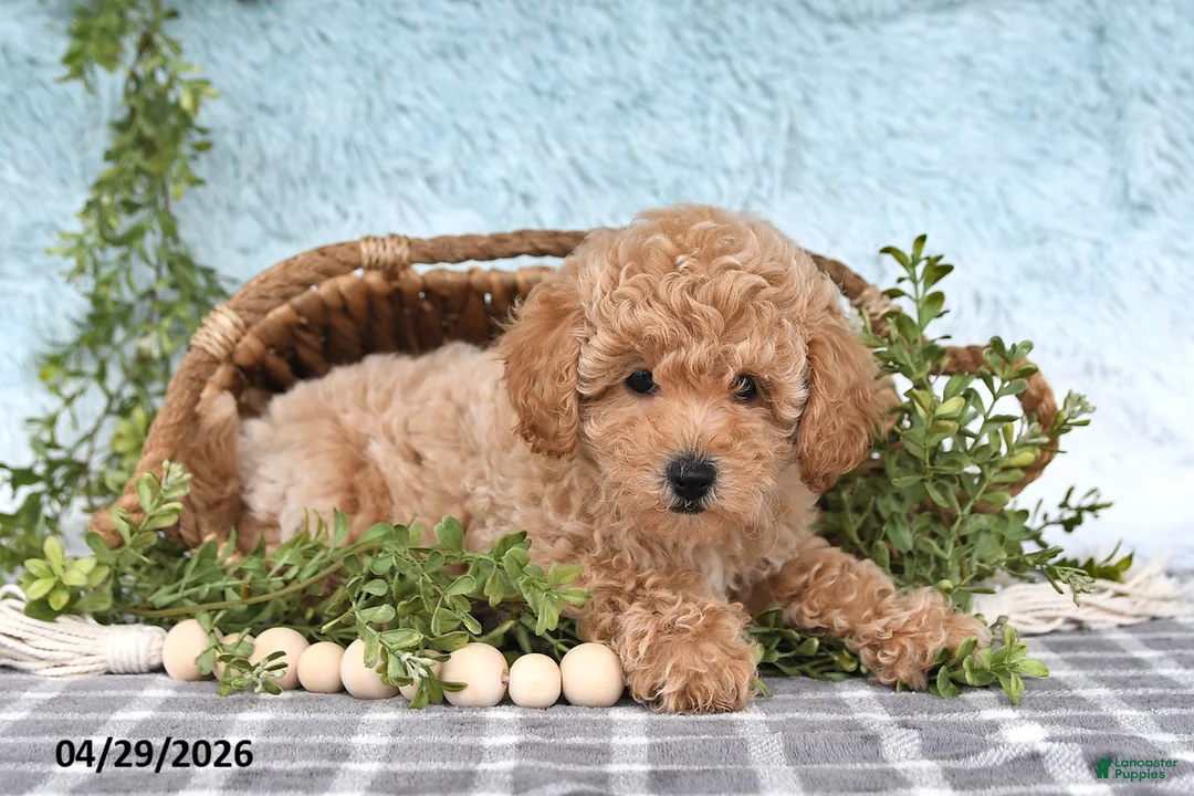 Bichpoo dogs for sale: Felicity - Ad 1