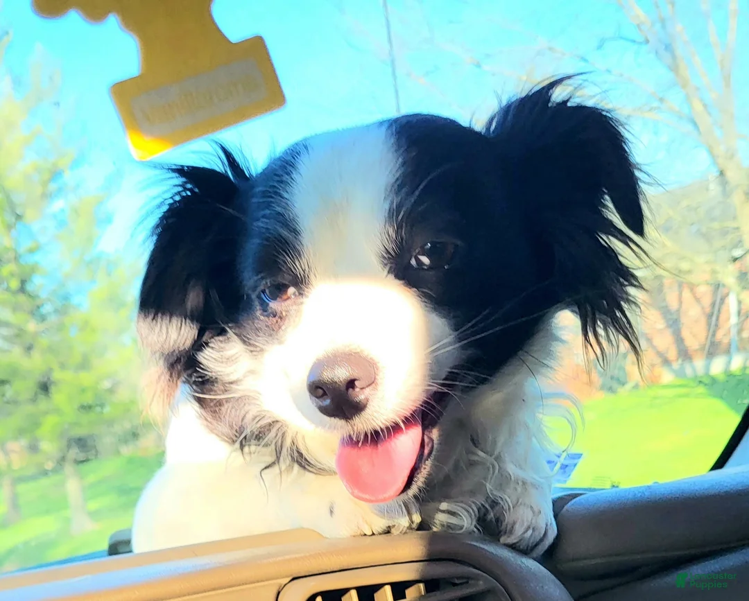 Chihuahua dogs for sale: Rocky SMALL - Ad 18