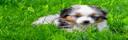 Miniature Australian Shepherd dogs for sale: Elon - Ad 8