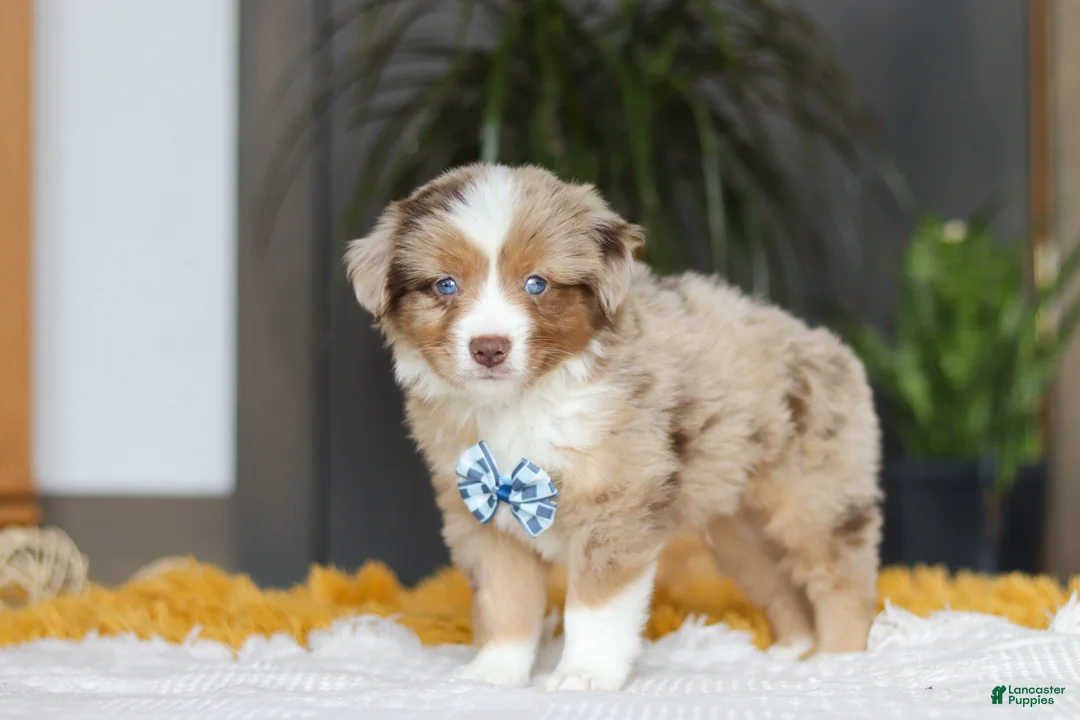 Australian Shepherd dogs for sale: Bindi - Ad 4