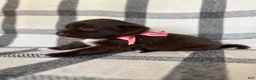 Mixed Breed dogs for sale: Daisy  - Ad 5