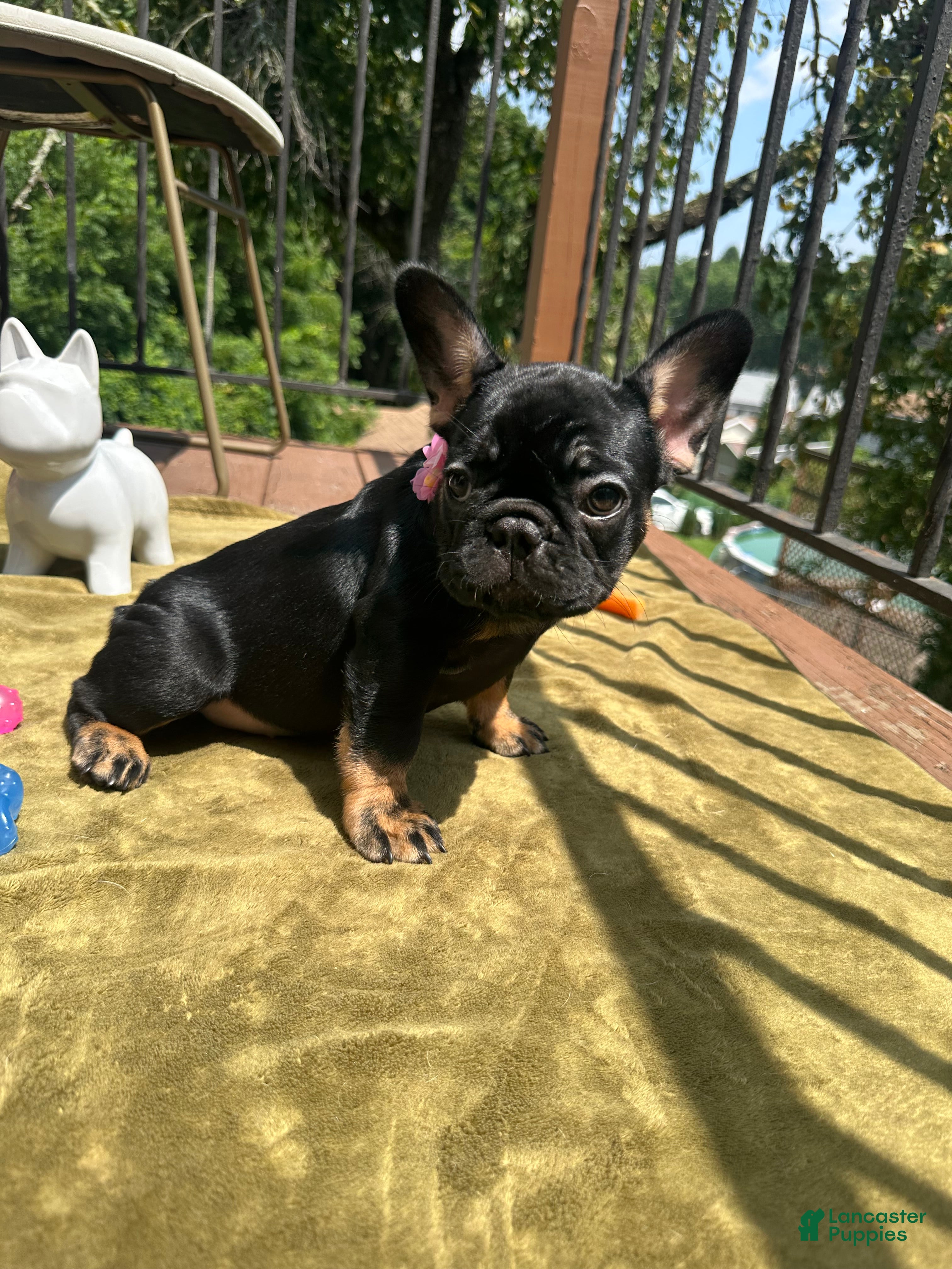 French Bulldog dogs Poppy - Ad 1