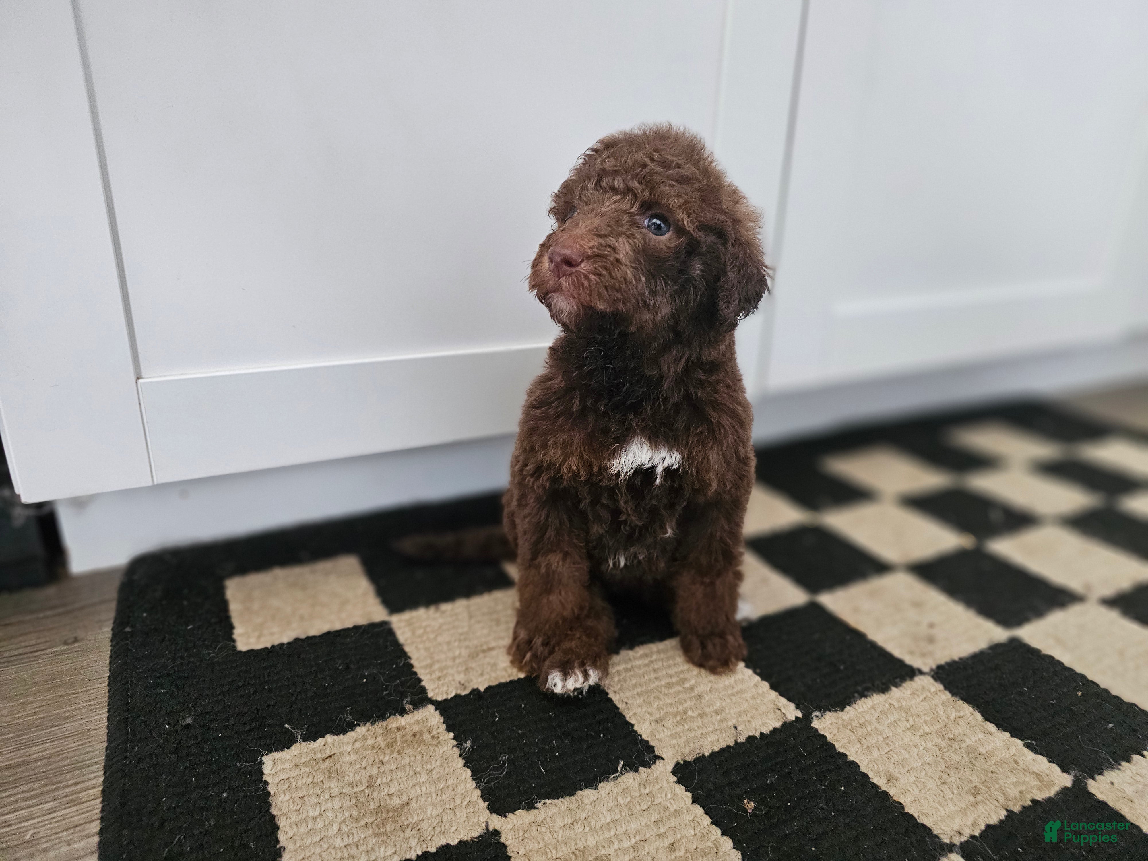 Standard Poodle dogs Pam Halpert - Ad 2