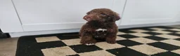 Standard Poodle dogs for sale: Pam Halpert - Ad 2