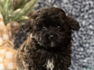 Havapoo dogs Gander - Ad 5