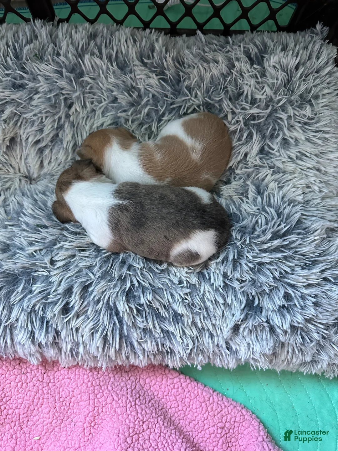 Chihuahua dogs for sale: Chihuahua Puppy 1 - Ad 1