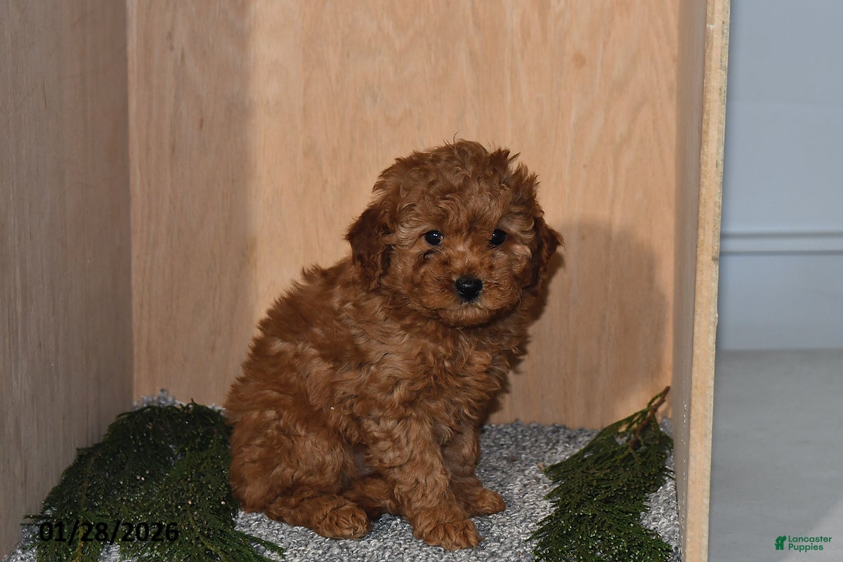 Mini Goldendoodle dogs Jade - Ad 25
