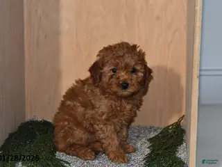 Mini Goldendoodle dogs Jade - Ad 25