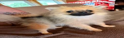 Pomeranian dogs for sale: Anne  - Ad 4