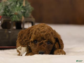 Goldendoodle dogs Natalie - Ad 10