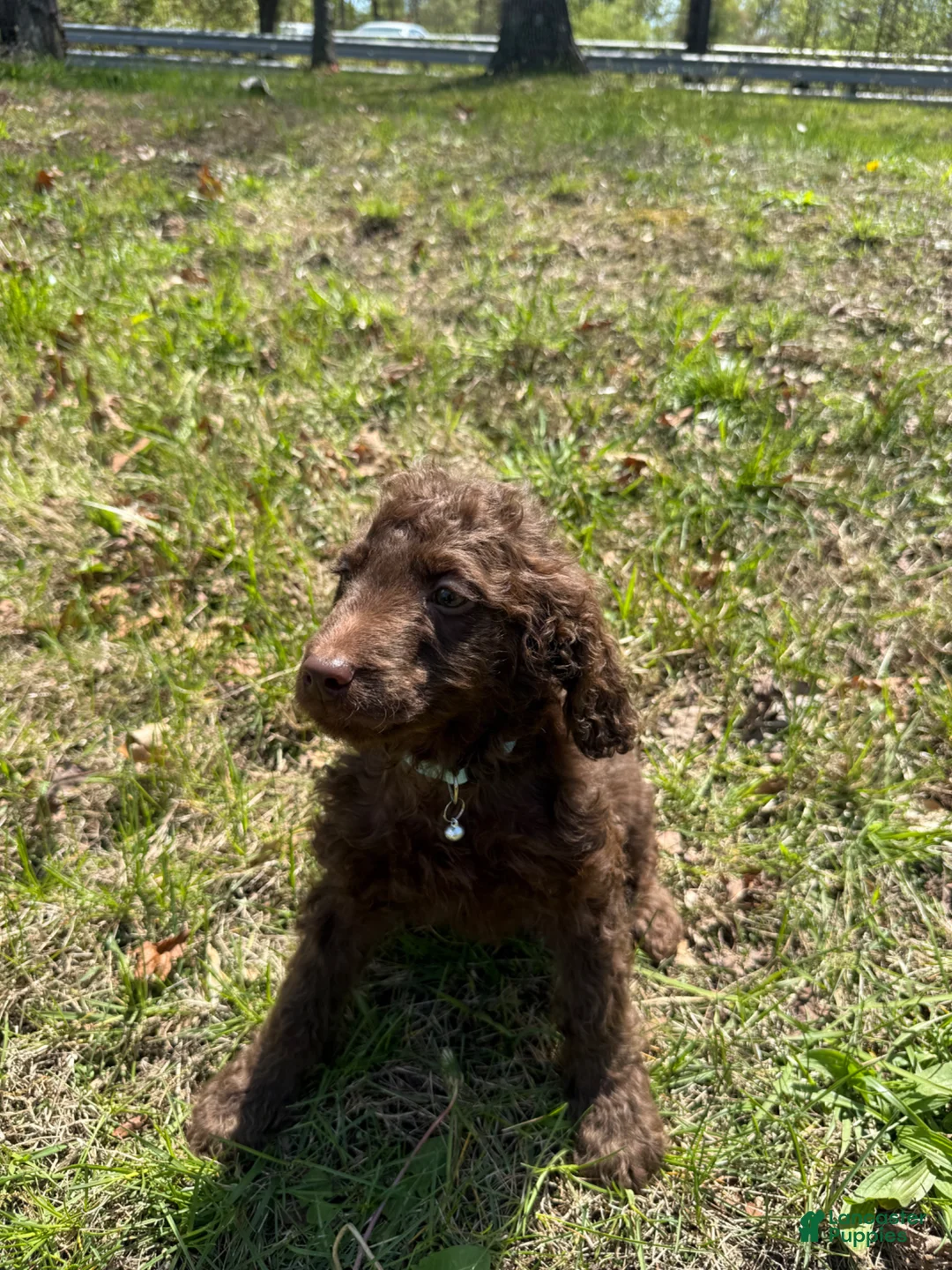 Double Doodle dogs for sale: Double Doodle Puppy 6 - Ad 7