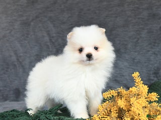 Pomeranian dogs Eliot - Ad 28