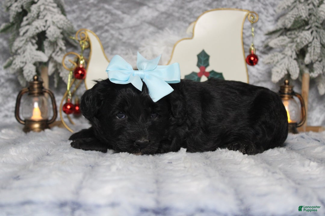 Aussiedoodle dogs for sale: Annika - Ad 5