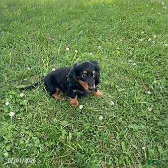 Miniature Dachshund dogs Allie - Ad 1