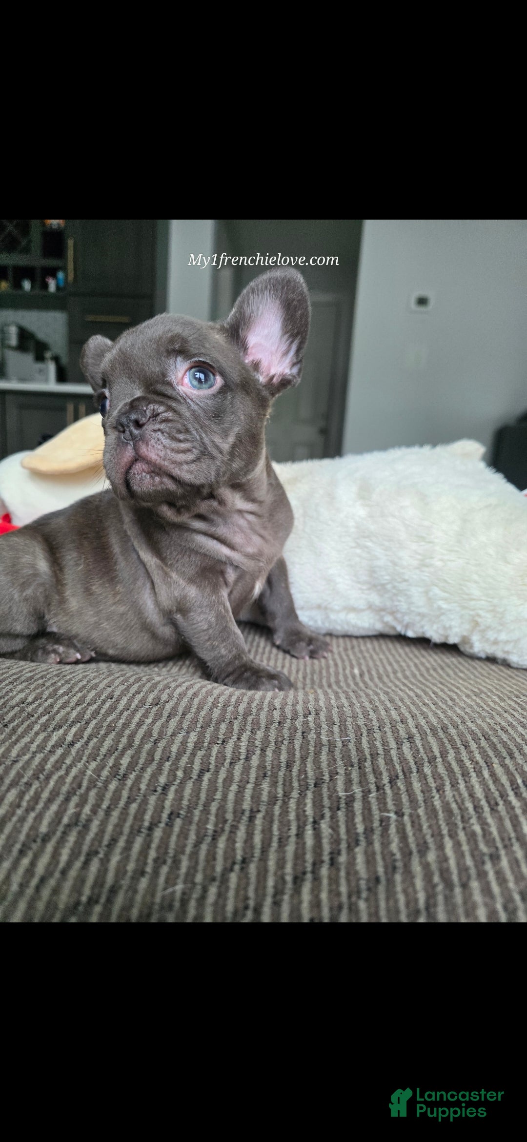French Bulldog dogs Swiss Miss - Ad 1