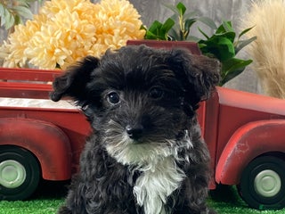 Yorkiepoo dogs Paco - Ad 37