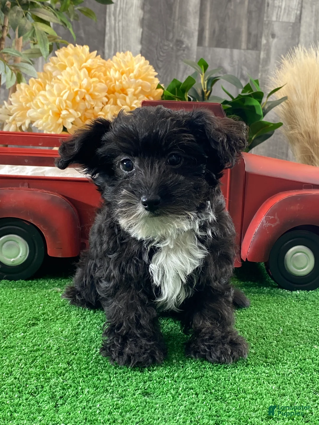 Yorkiepoo dogs for sale: Paco - Ad 1