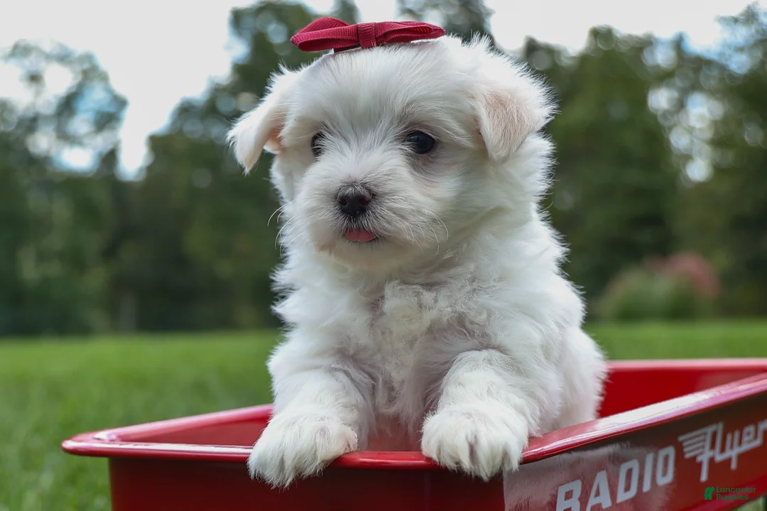 Maltese dogs for sale: MURPHY - Ad 1