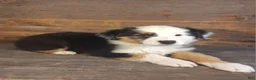 Australian Shepherd dogs for sale: Frank - Ad 9