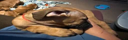 Rhodesian Ridgeback dogs for sale: Rhodesian Ridgeback 6 - Ad 3