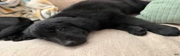 Golden Shepherd dogs for sale: Jackson - Ad 3