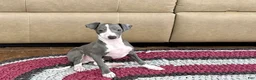 Italian Greyhound dogs for sale: Mj - Ad 4