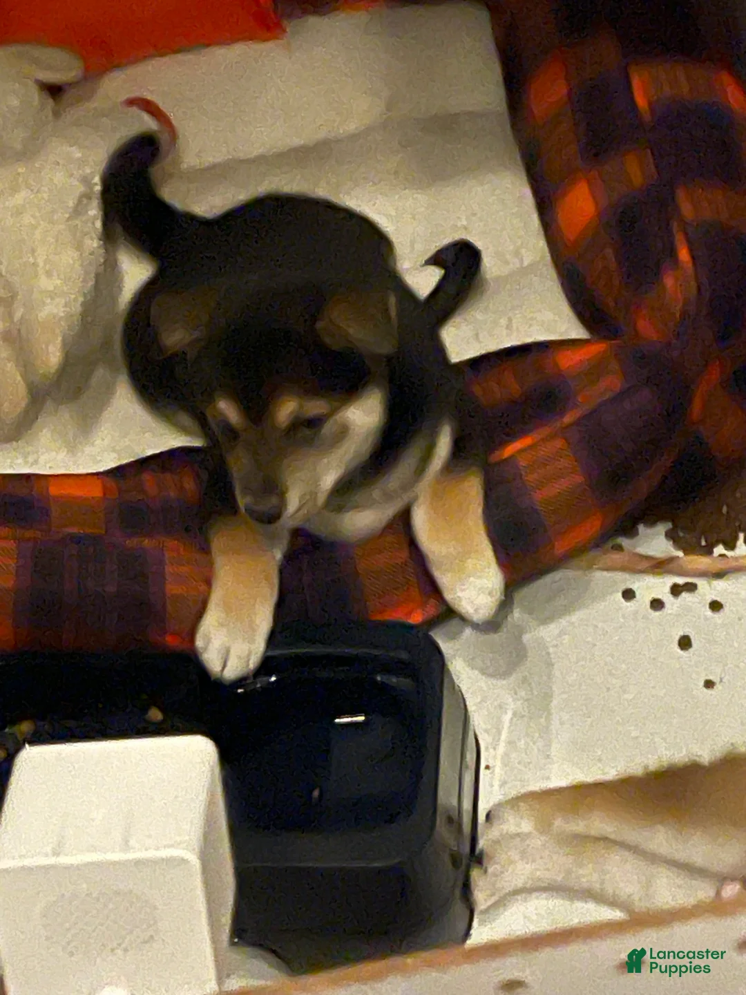 Shiba Inu dogs for sale: Shiba Inu Puppy 1 Thor - Ad 1