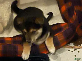 Shiba Inu dogs Shiba Inu Puppy 1 Thor - Ad 5