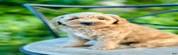 Mini Goldendoodle dogs for sale: Maisie - Ad 6