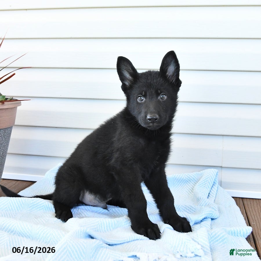 German Shepherd dogs Captian - Ad 1