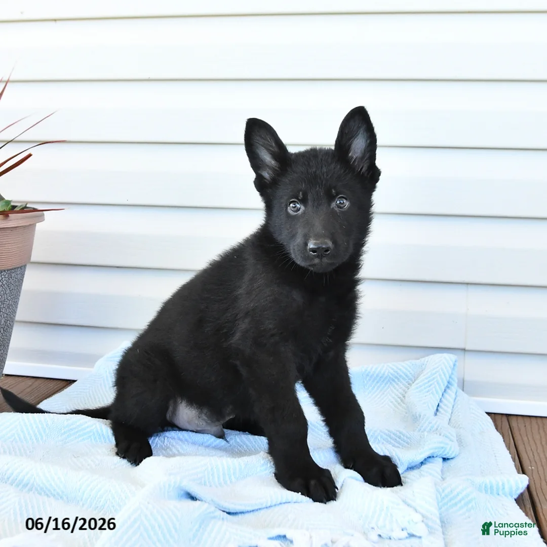 German Shepherd dogs for sale: Captian - Ad 1