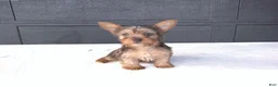Yorkshire Terrier dogs for sale: Chloe - Ad 7