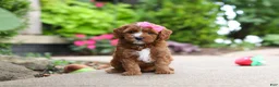 Cavapoo dogs for sale: Autumn - Ad 10