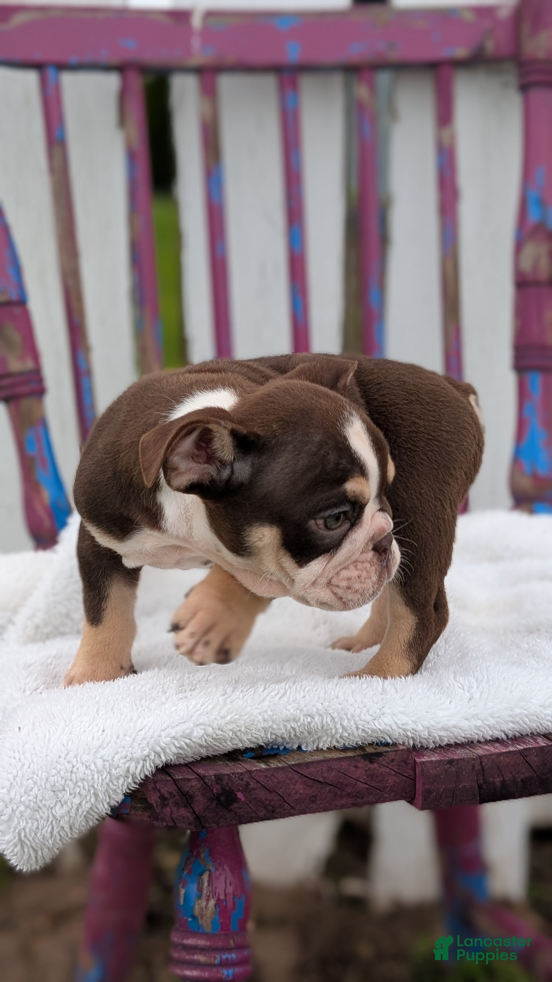 English Bulldog dogs Zion - Ad 2