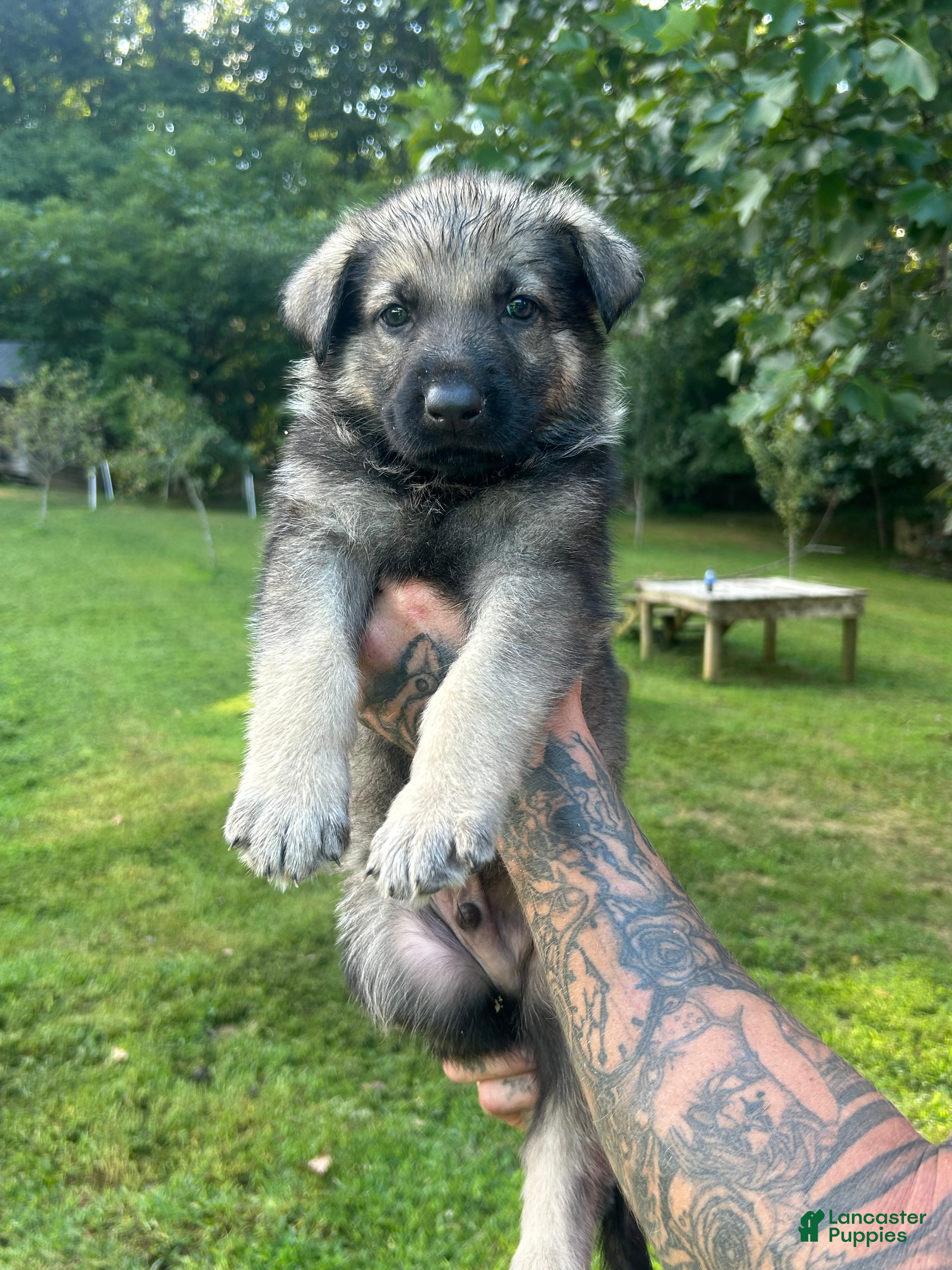 German Shepherd dogs German Shepherd 3 - Ad 1