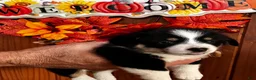 Welsh Corgi Pembroke dogs for sale: Welsh Corgi Pembroke 4 - Ad 1