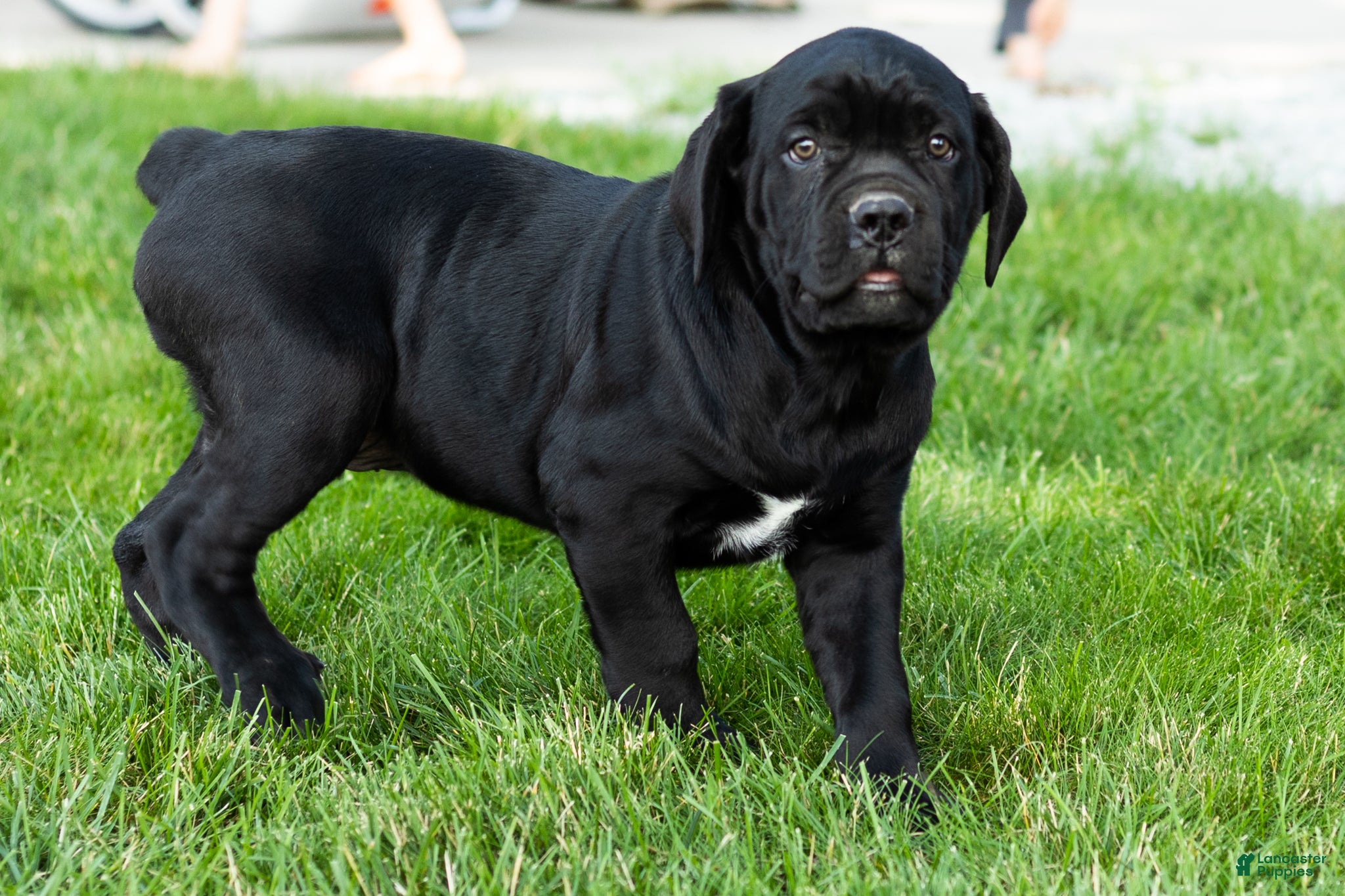 Cane Corso dogs Maple  - Ad 27