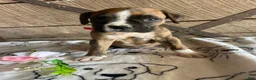 Boxer dogs for sale: Ranger - Ad 4