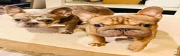 French Bulldog dogs for sale: Calli - Ad 5