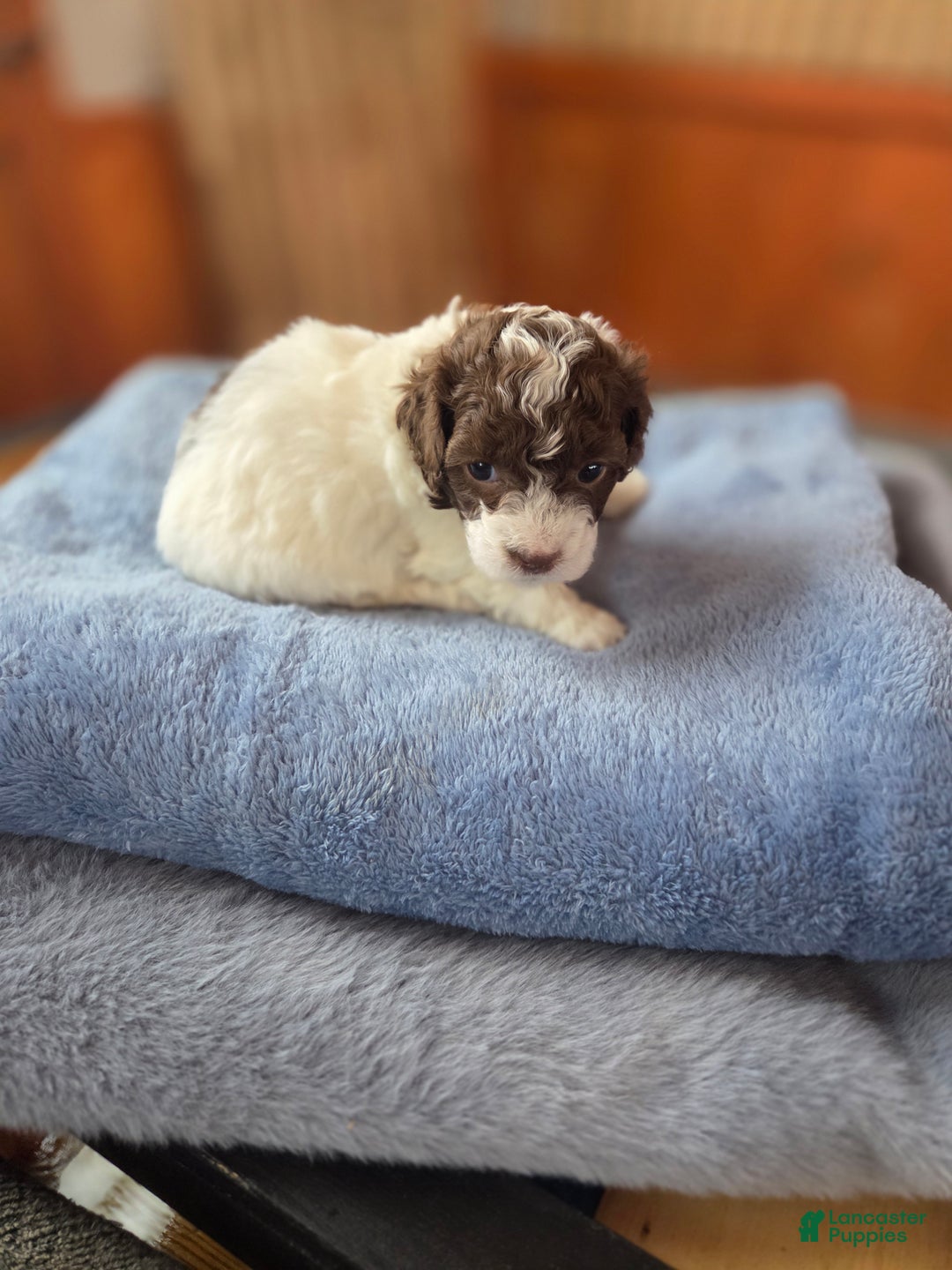 Toy Poodle dogs for sale: Toy Poodle Puppy 3 - Ad 5